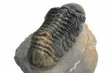 Beautiful, Multi-Toned Reedops Trilobite - Morocco #225350-3